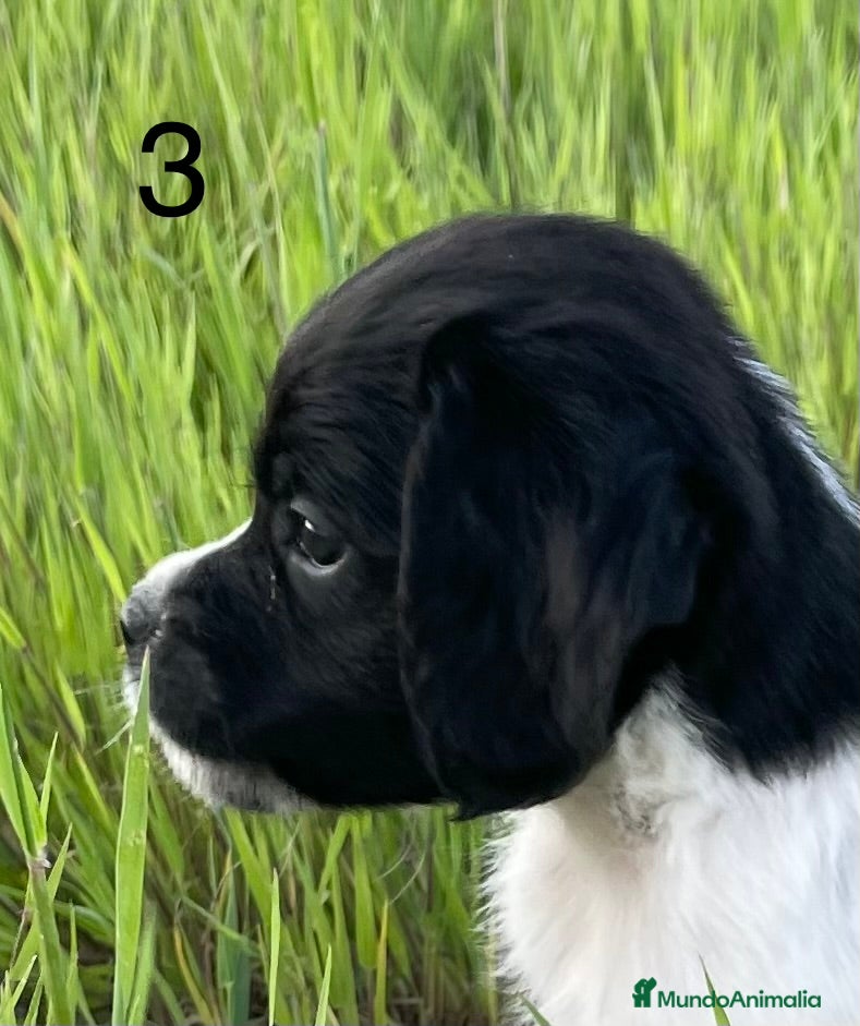 Épagneul Breton perros Epagneul bretón  - Anuncio 1