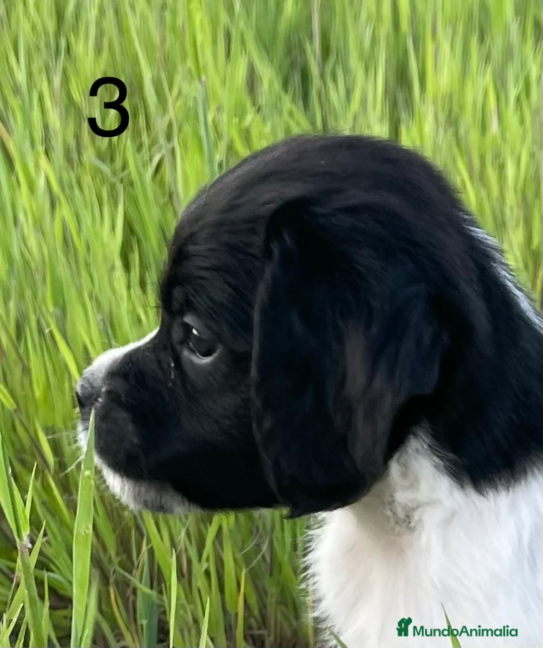 Épagneul Breton perros en venta: Epagneul bretón  - Anuncio 1