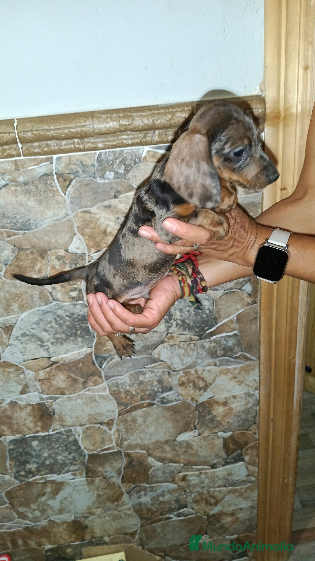 Teckel perros en venta: Teckel macho - Imagen 2