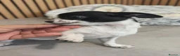 Chihuahua perros en venta: Chihuahua hembra preciosa  - Anuncio 11