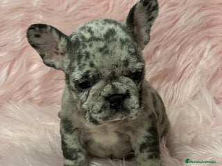 Bulldog Francés perros en Barcelona - Anuncio 13