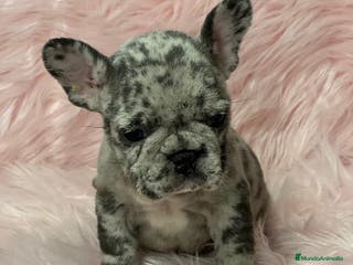 Bulldog Francés perros Bulldog merle en Barcelona - Anuncio 9