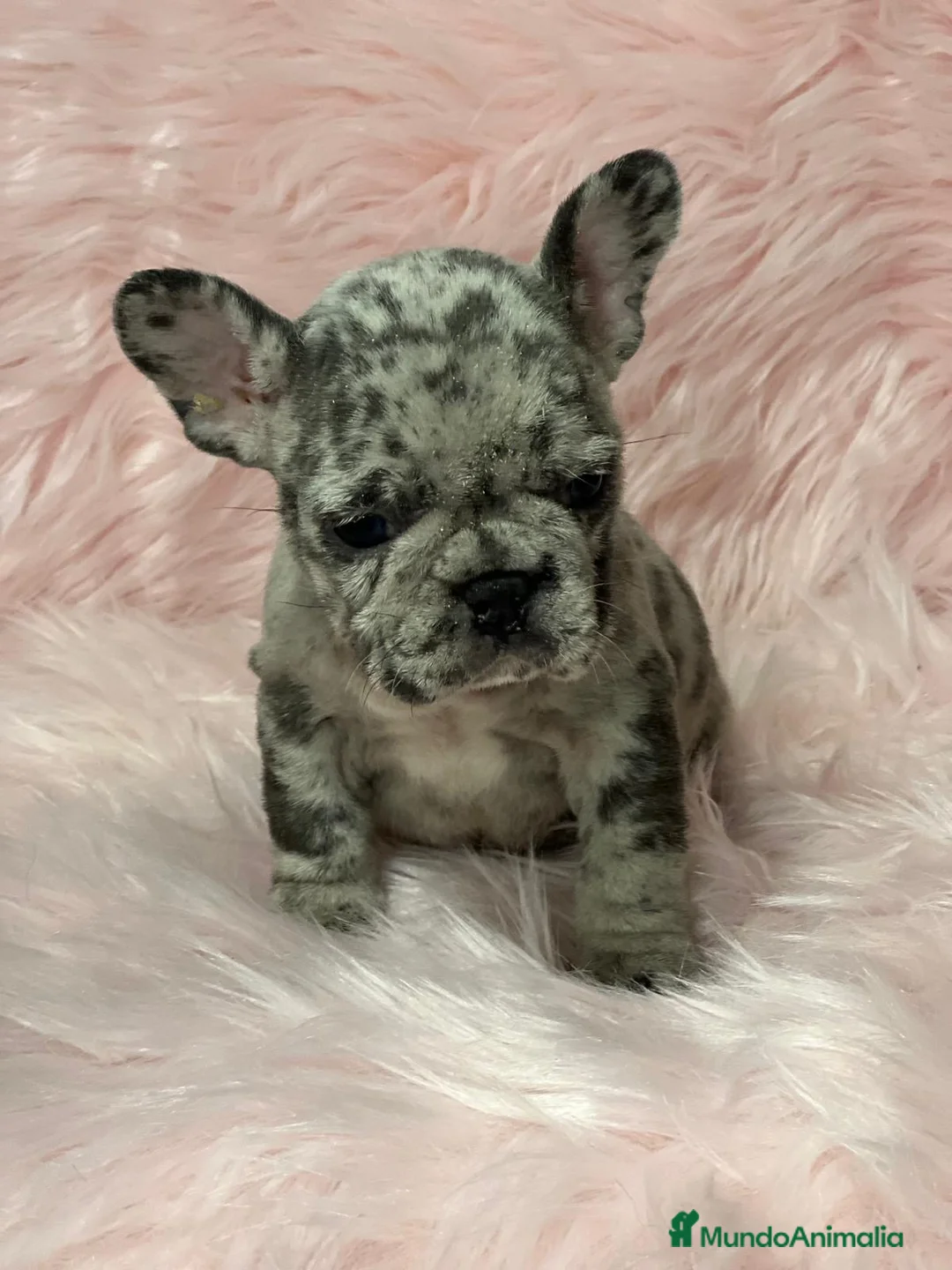 Bulldog Francés perros en venta: Bulldog merle  en Barcelona - Anuncio 1