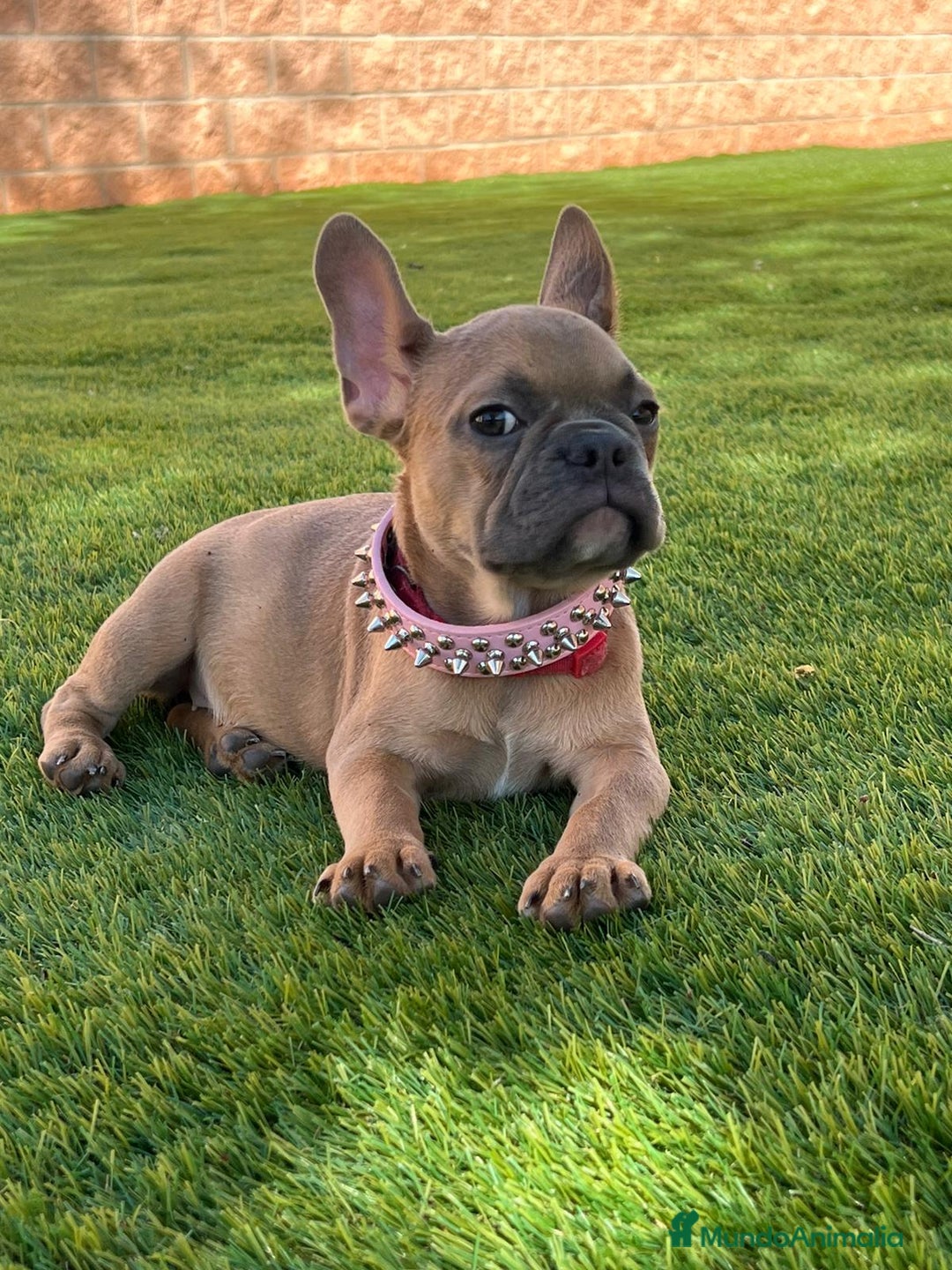 Bulldog Francés perros en venta: BULLDOG FRANCÉS /// LÍNEAS DE BELLEZA  - Anuncio 3