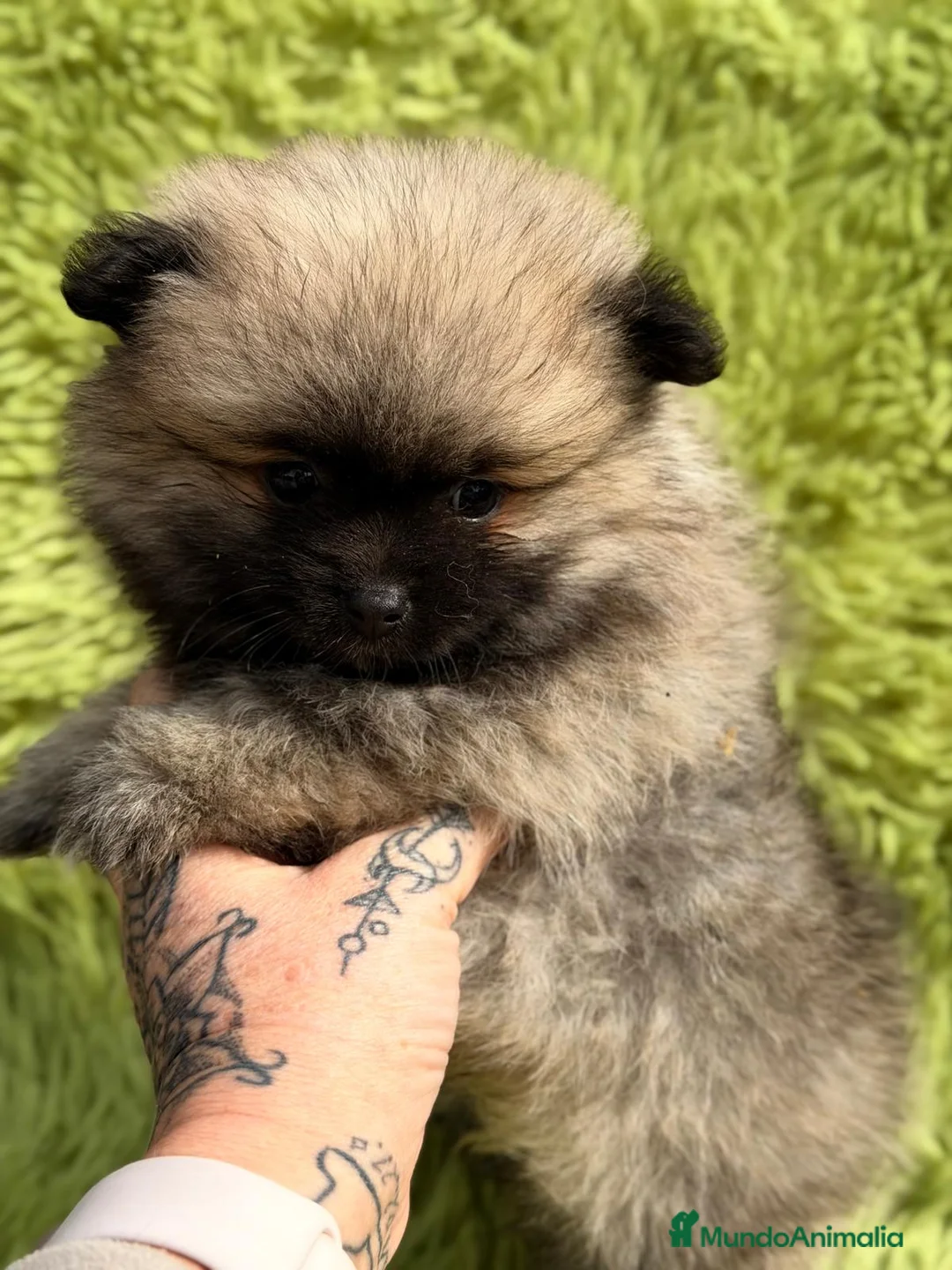 Pomerania perros en venta: POMERANIA SABLE MACHO - Anuncio 3