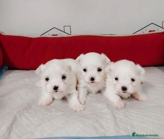 Bichón Maltés perros bichon maltes  - Anuncio 1