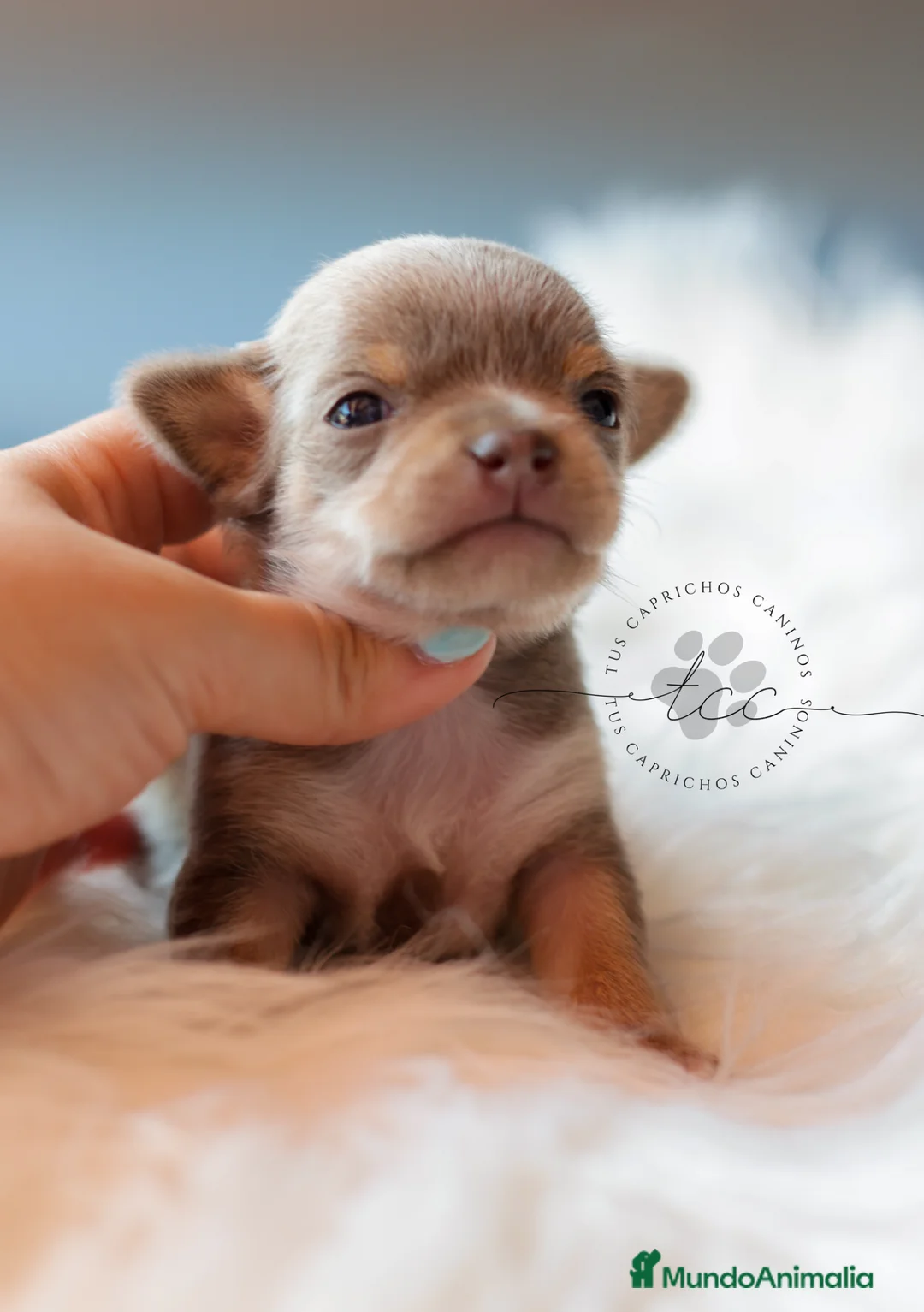 Chihuahua perros en venta: CHIHUAHUA TRICOLOR LILAC  - Anuncio 1