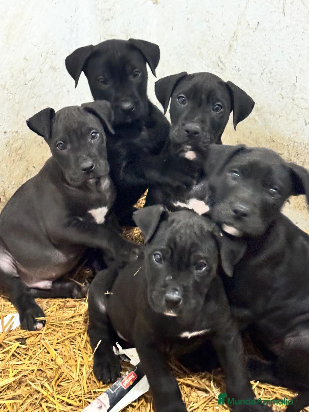 Presa Canario perros en venta: Camada de presa dogo canario  - Anuncio 10