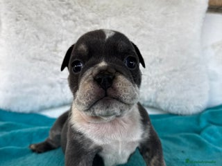 American Bully perros en Illes Balears - Anuncio 18