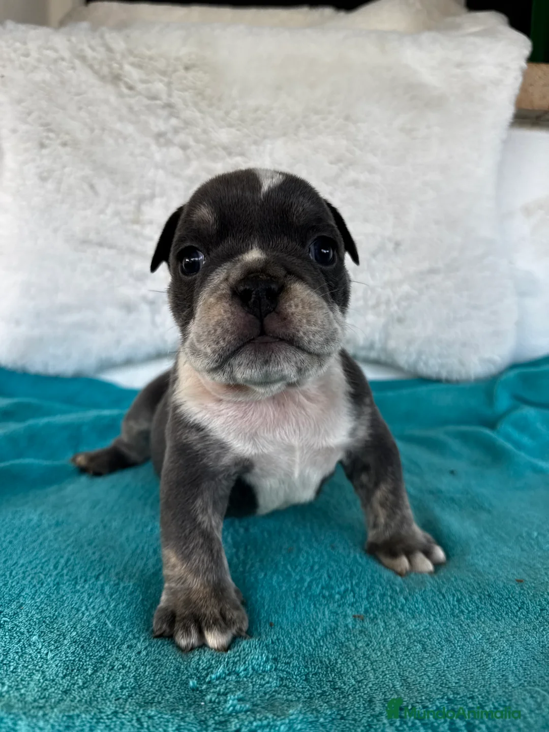 American Bully perros en venta: American bully en Illes Balears - Anuncio 1
