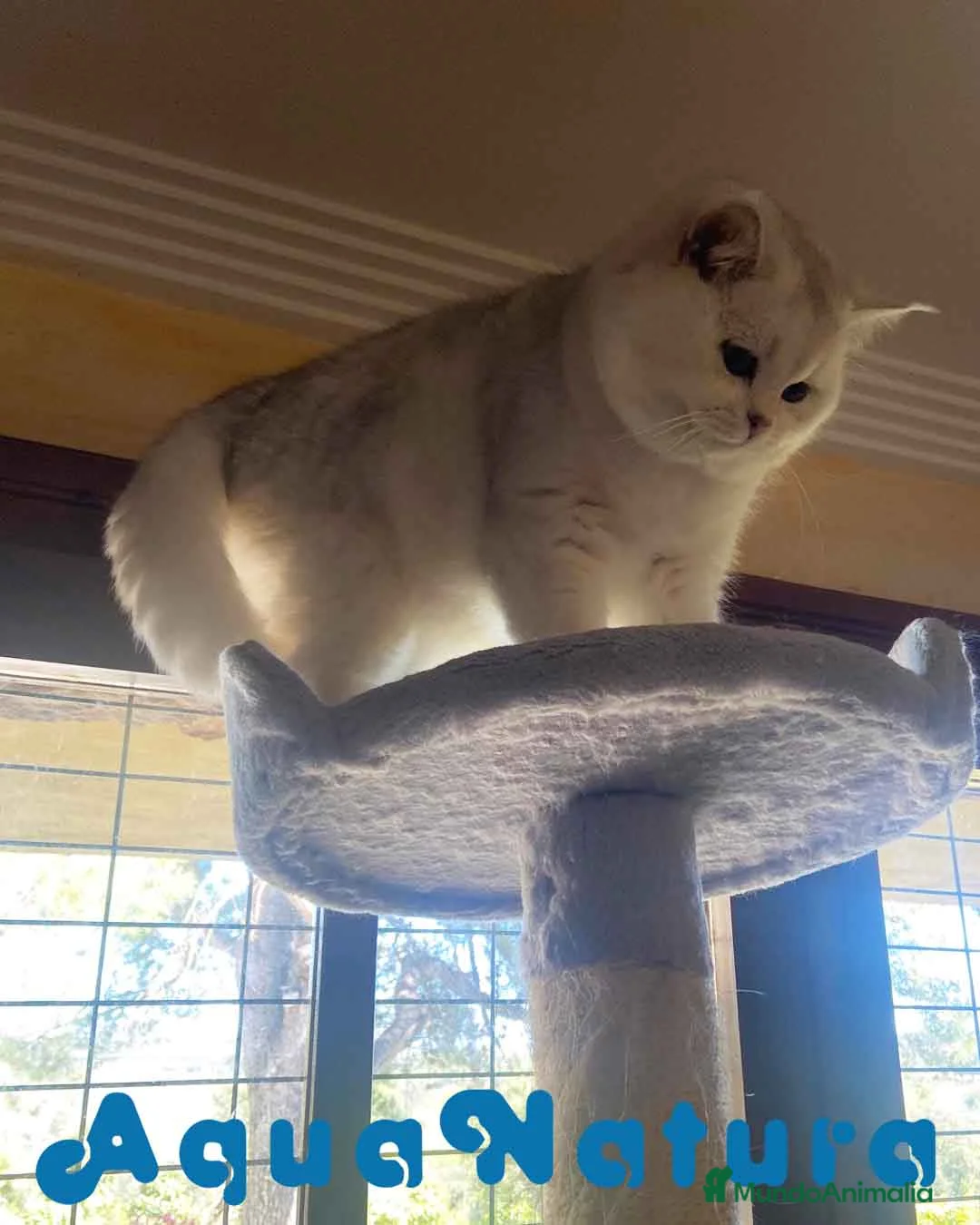 Británico de Pelo Corto gatos en venta: British Macho 7794 AQUANATURA - Anuncio 6