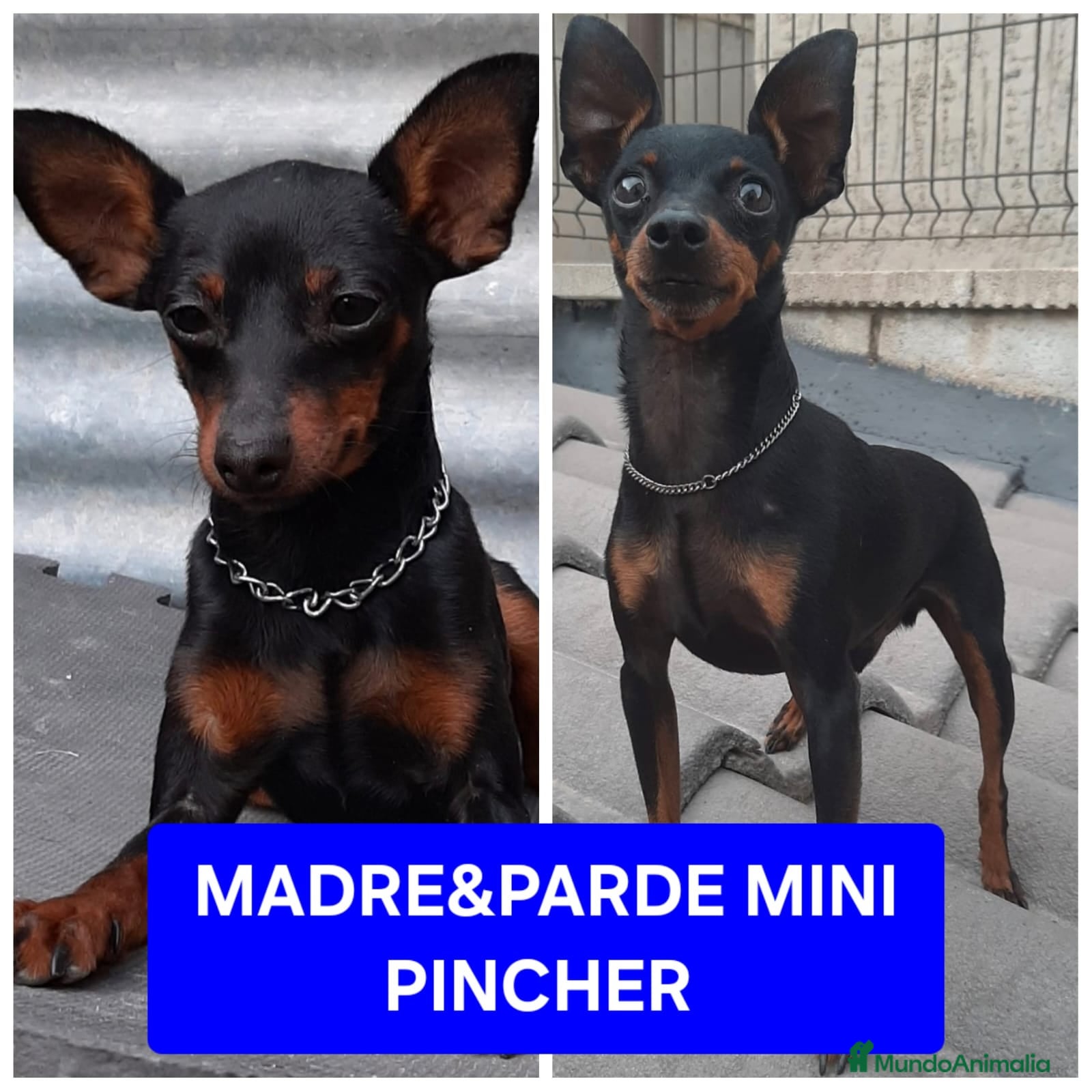 Pinscher Miniatura perros Precioso machito mini pincher - Anuncio 1
