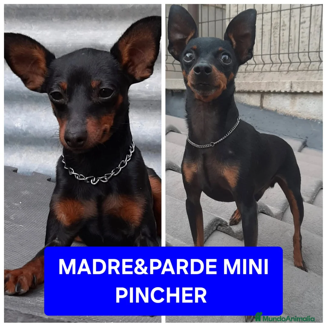 Pinscher Miniatura perros en venta: Precioso machito mini pincher - Anuncio 1