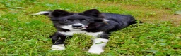 Border Collie perros en venta: camada de border collie  - Anuncio 15