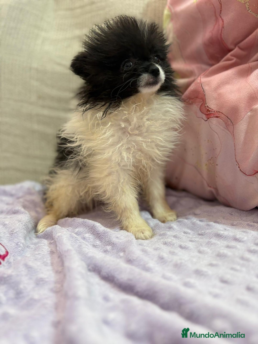 Pomerania perros en venta: Poo pomerania MICRO TOY  - Imagen 2