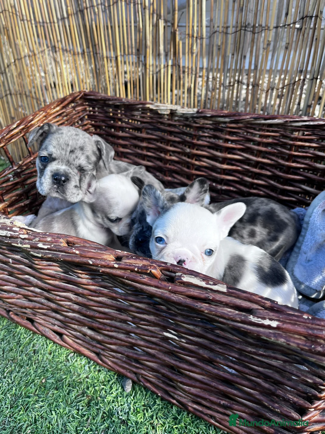 Bulldog Francés perros en venta: “No todos los bulldog francés MERLE son iguales - Anuncio 12