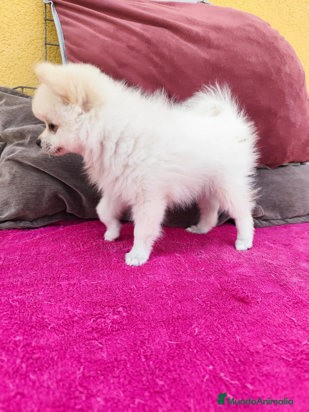 Pomerania perros en venta: Pomerania toy macho blanco  - Anuncio 15