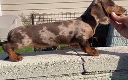 Teckel perros en venta: Teckel top del Valle - Imagen 1