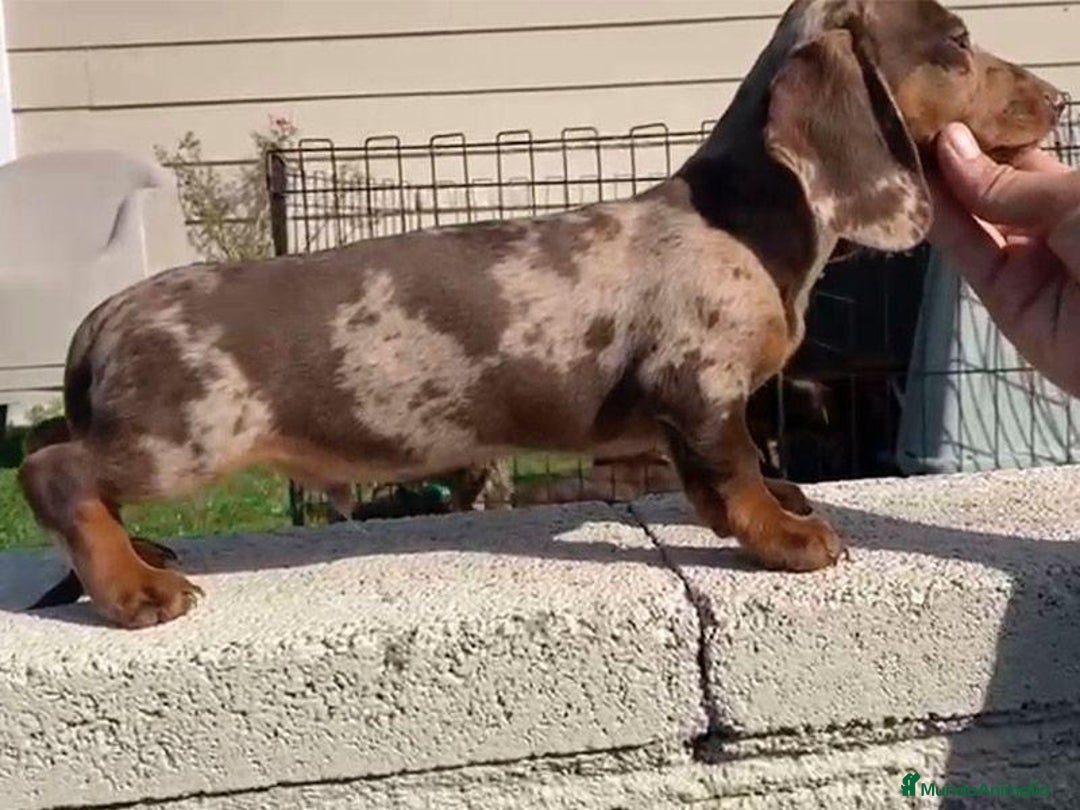 Teckel perros en venta: Teckel top del Valle - Imagen 1