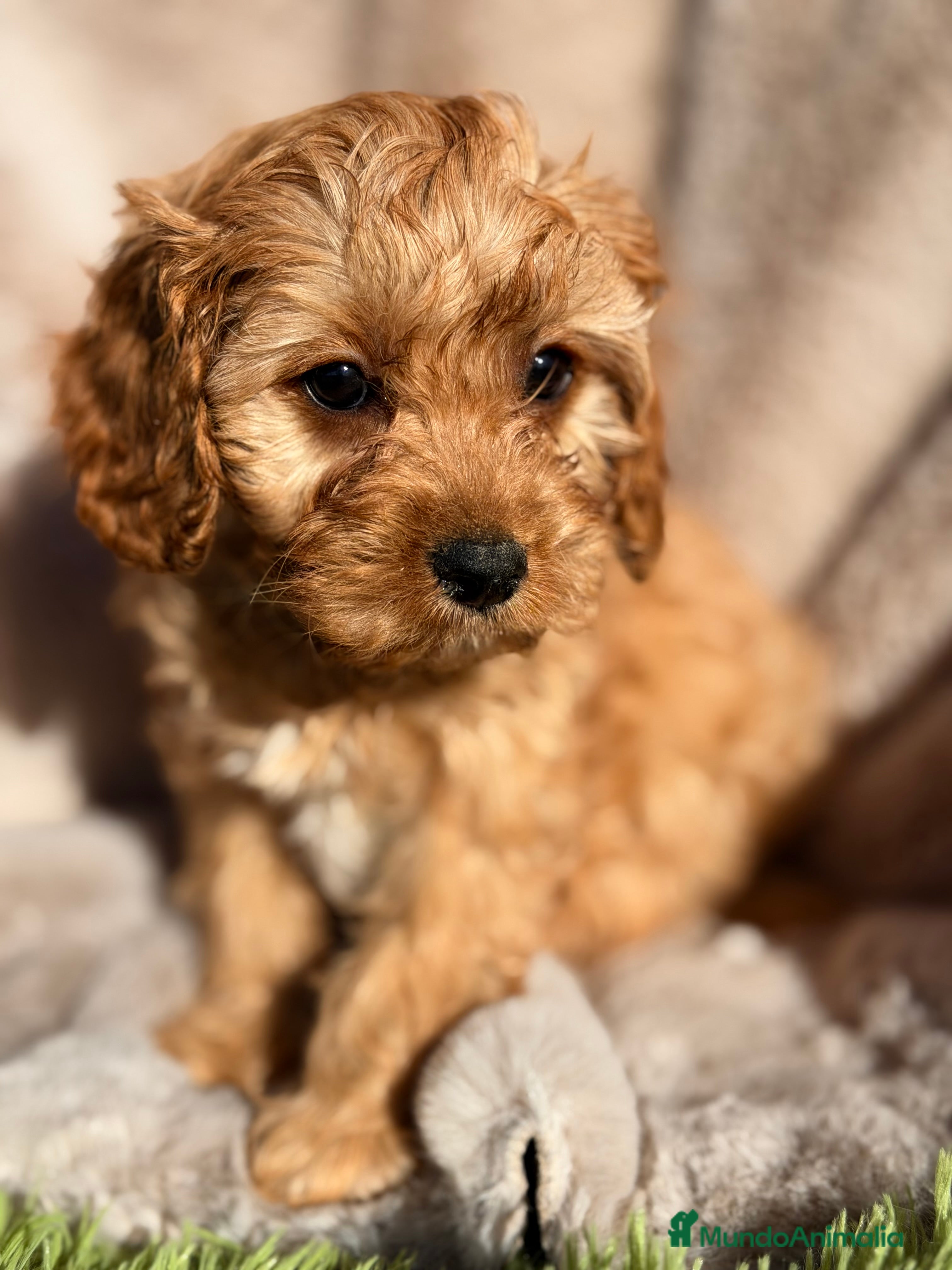 Cavapoo perros Cavapoo Apricot  - Anuncio 1