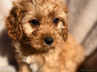 Cavapoo perros Cavapoo Apricot - Anuncio 6