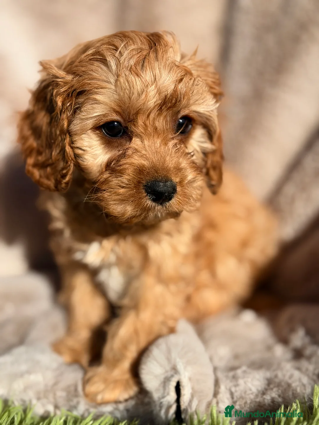 Cavapoo perros en venta: Cavapoo Apricot  - Anuncio 1