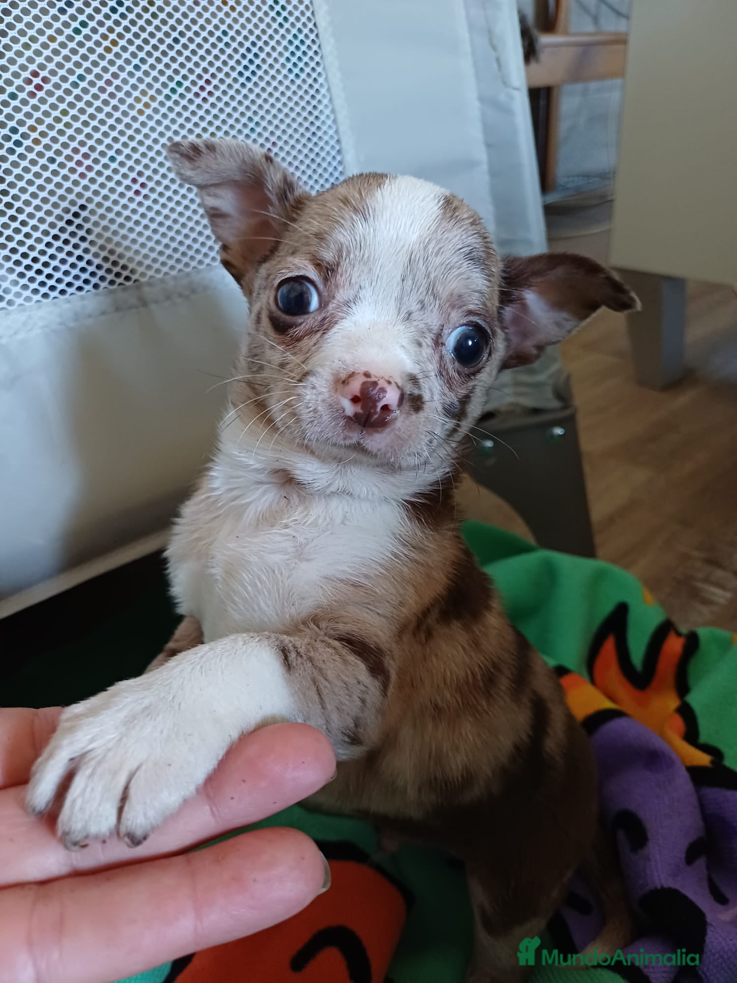 Chihuahua perros Chihuahua arlequín chocolate  - Anuncio 1