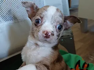 Chihuahua perros Chihuahua arlequín chocolate - Anuncio 1