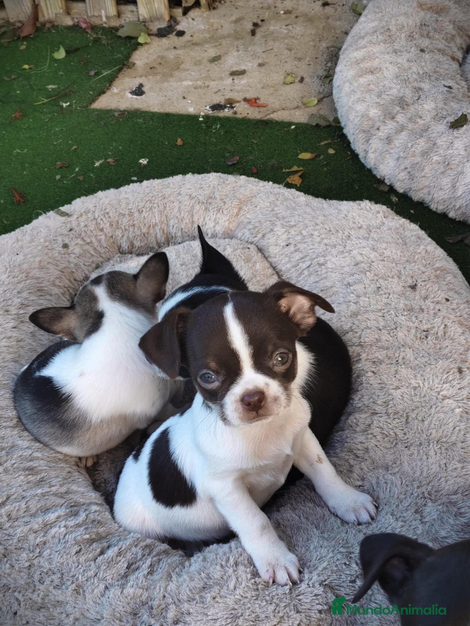 Chihuahua perros Chihuahua Toy  - Anuncio 12