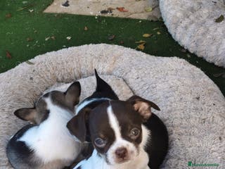 Chihuahua perros Chihuahua Toy - Anuncio 11