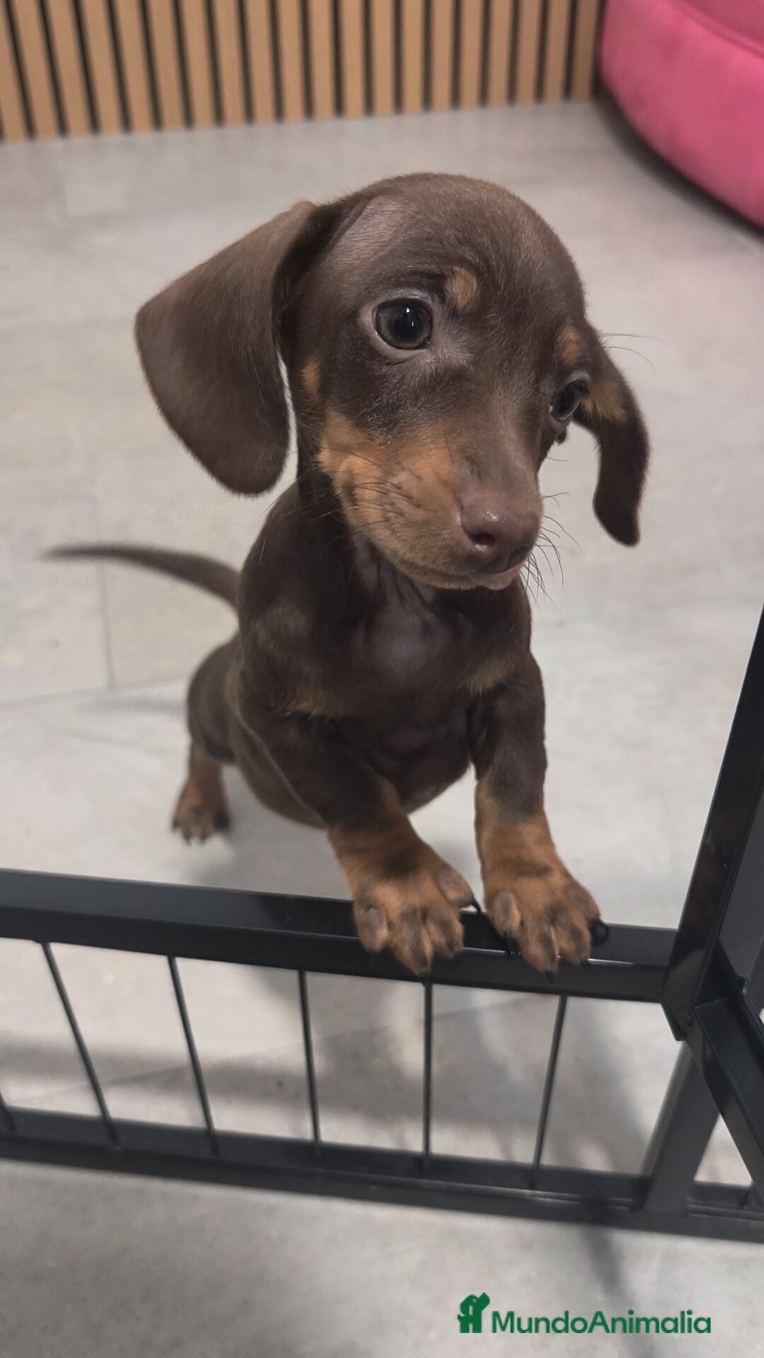 Teckel Miniatura perros Teckel mini  - Anuncio 1