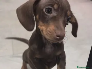 Teckel Miniatura perros Teckel mini - Anuncio 1