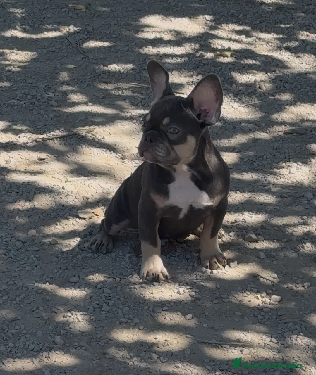 Bulldog Francés perros en venta: Bulldog francés Blue and tan  - Anuncio 2
