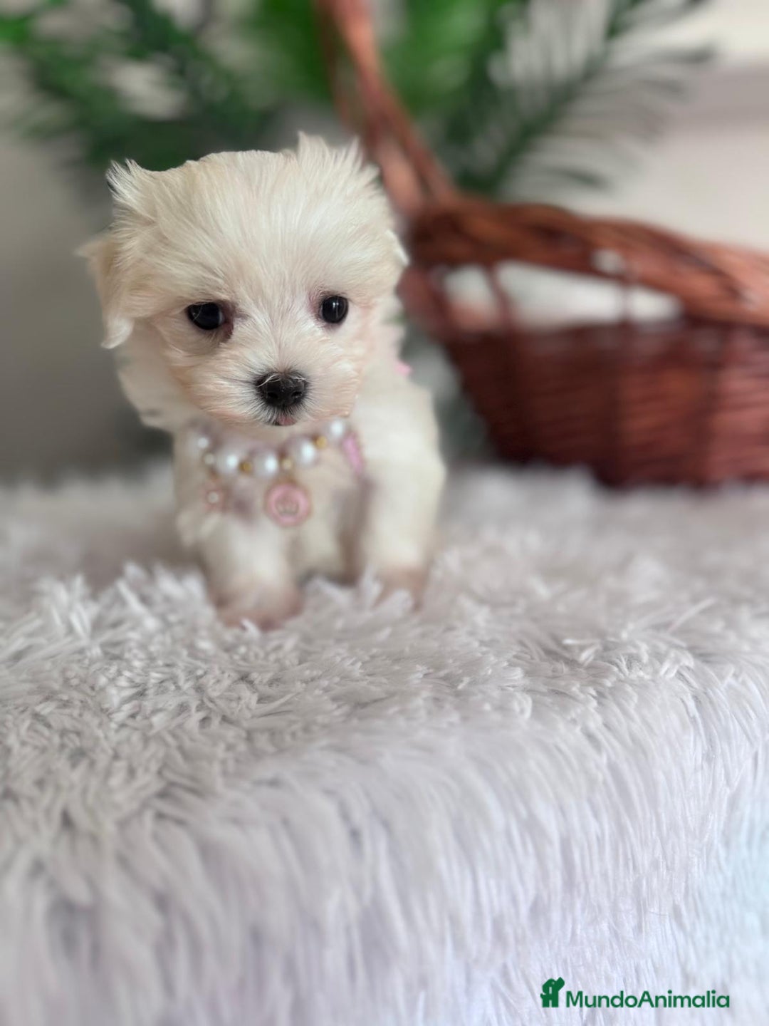 Bichón Maltés perros en venta: BICHON MALTES HEMBRA - Imagen 2