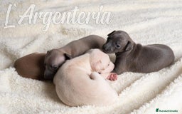 Pequeño Lebrel Italiano perros en venta: camada de piccolo lebrel italiano  - Imagen 10
