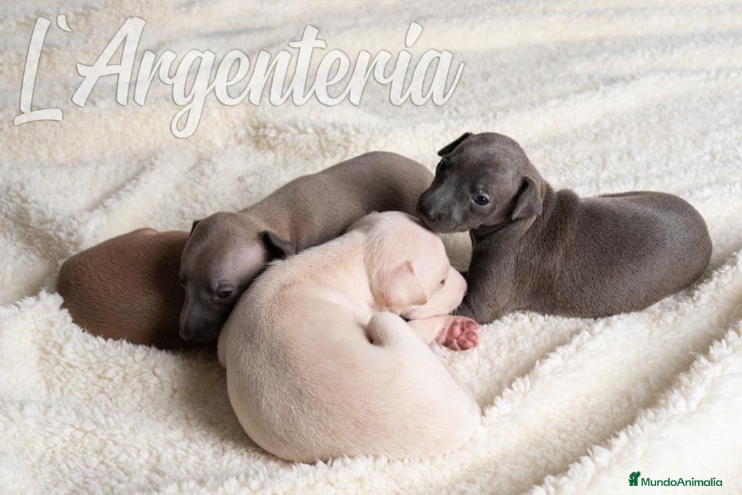 Pequeño Lebrel Italiano perros en venta: camada de piccolo lebrel italiano  - Imagen 10