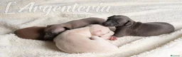 Pequeño Lebrel Italiano perros en venta: camada de piccolo lebrel italiano  - Anuncio 10