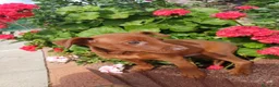 Pinscher Miniatura perros en venta: Macho pinche disponible  - Anuncio 8