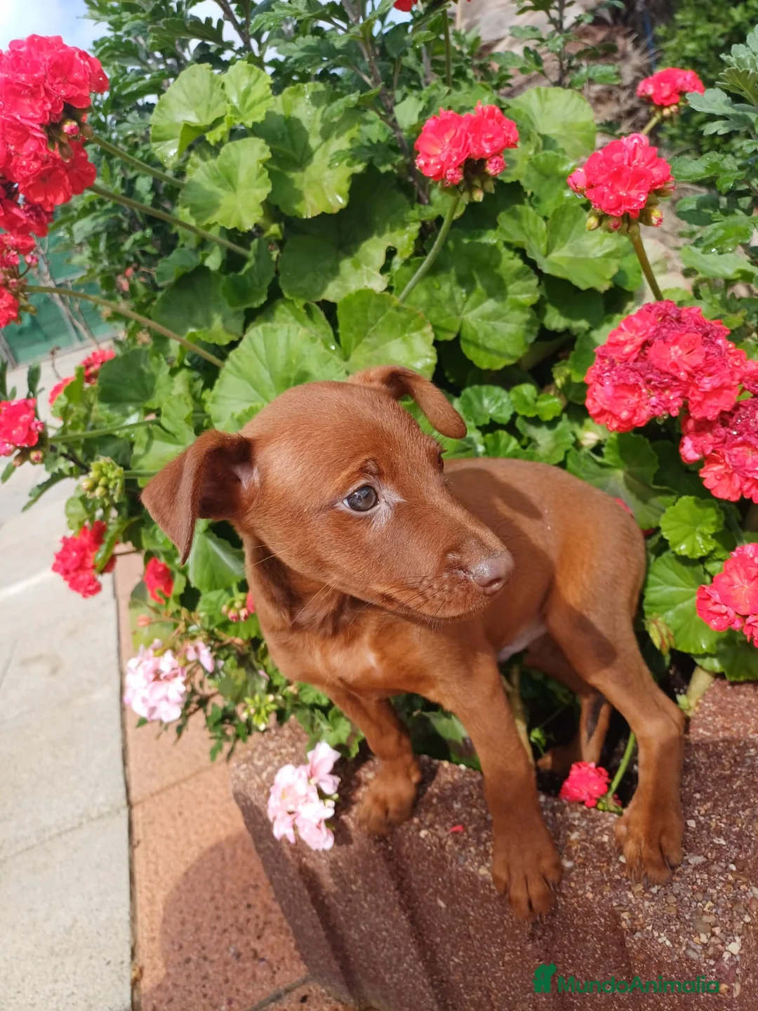Pinscher Miniatura perros en venta: Macho pinche disponible  - Anuncio 8