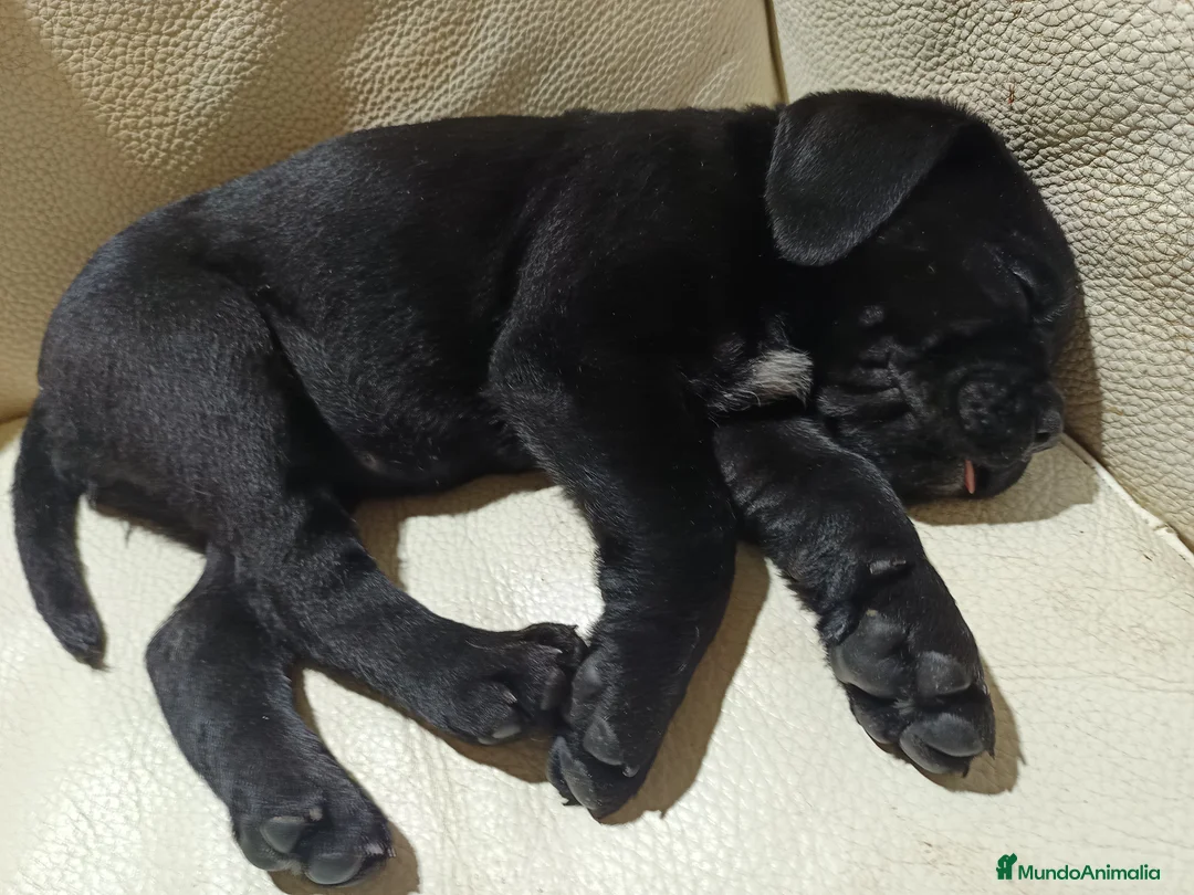 Imagen de galería {{count}}