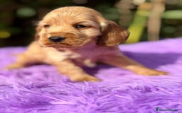 Cocker Spaniel Inglés perros en venta: COCKER SPANIEL INGLÉS HEMBRA - Anuncio 4
