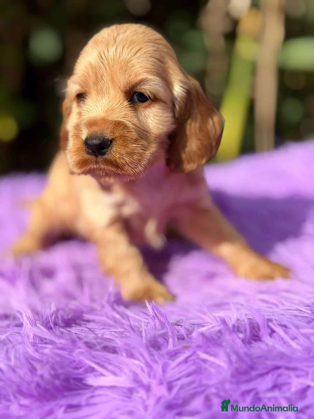 Cocker Spaniel Inglés perros en venta: COCKER SPANIEL INGLÉS HEMBRA - Anuncio 4