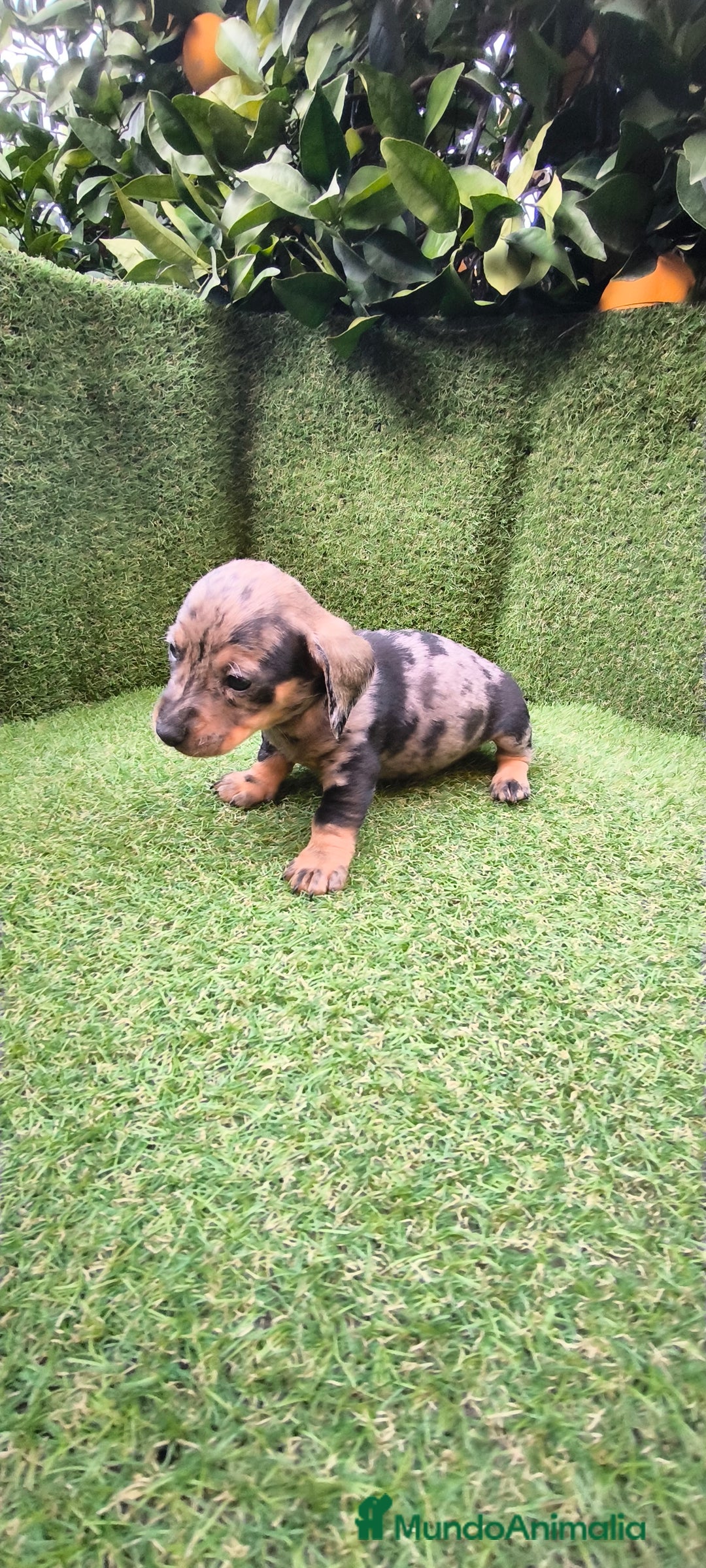 Teckel Miniatura perros en venta: camada teckel arlequín y todos los colores  - Anuncio 24