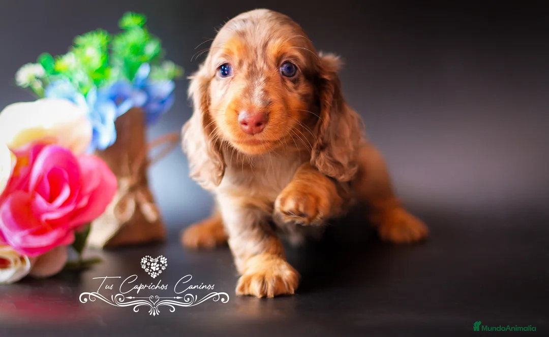 Teckel perros en venta: TECKEL PELO LARGO ARLEQUÍN CHOCOLATE  en Cantabria - Anuncio 4