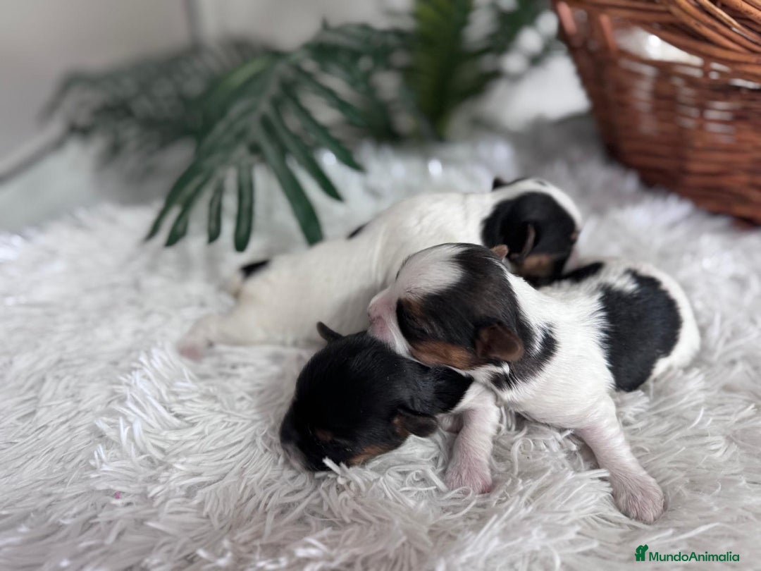 Yorkshire Terrier perros en venta: YORKSHIRE BIEWER HEMBRAS - Anuncio 24