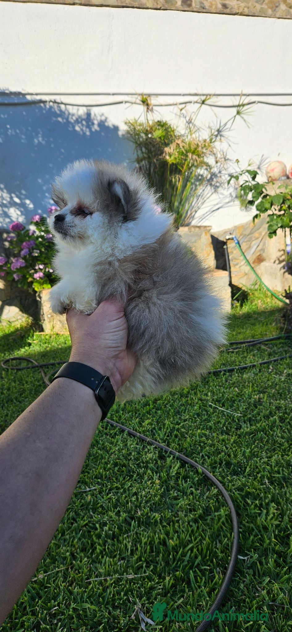 Pomerania perros Cachorro de pomerania  - Anuncio 2