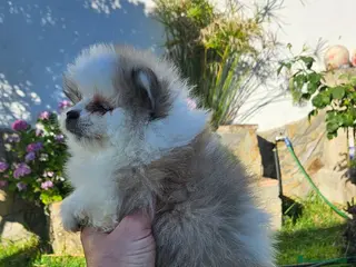 Pomerania perros Cachorro de pomerania - Anuncio 1