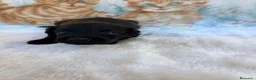 Raza Mixta perros en venta: Pootalian - Anuncio 9
