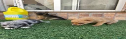 Pomchi perros en venta: Cruzaditos de chihuahua y pomerania  - Anuncio 6