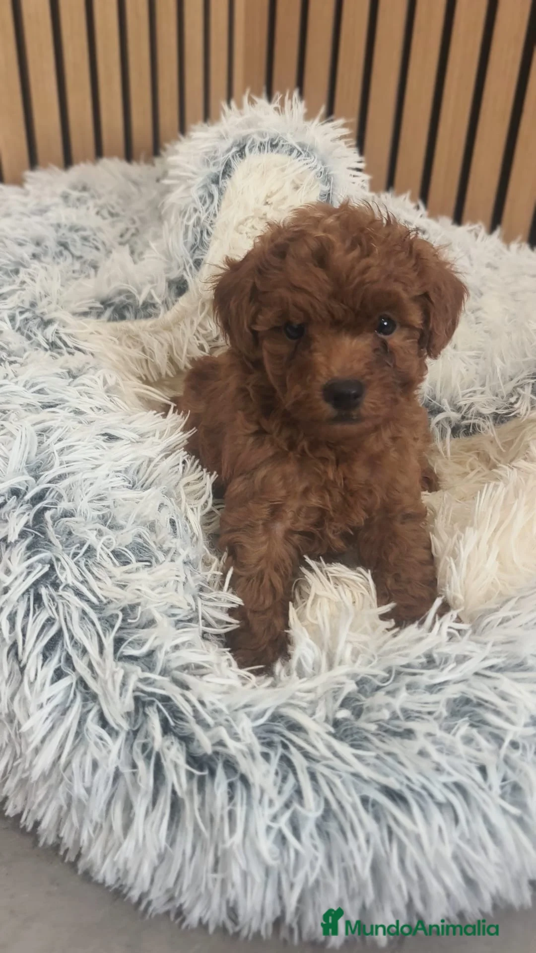 Caniche Toy perros en venta: Caniche toy - Anuncio 3